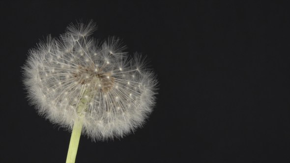 Lea Schiess, Dandelion